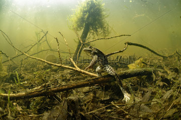 Pool Frog (Pelophylax lessonae)  in a pond  Prairies du Fouzon  Loir-et-Cher  France