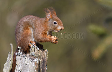 Red squirrel (Sciurus vulgaris) eating on a stump  Northern Vosges Regional Nature Park  France