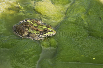 Perez frog (Rana perezi) on the edge of a pond in spring  Spain