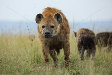 Speckled hyena (Crocuta crocuta) in savanna  Masai Mara  Kenya