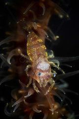 Zanzibar Shrimp (Dasycaris zanzibarica) on Whip Coral  Mayotte