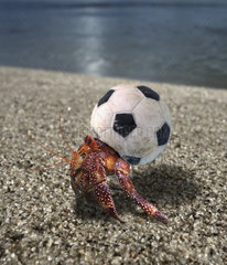 Hermit crab using a small plastic football ball as a shell. Funny wildlife. Seychelles - Composite image. Composite image