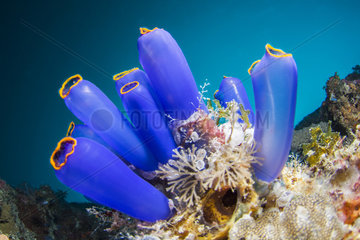 Bouquet of Blue Sea Squirts (Clavelina coerulea)  Moalboal  Philippines