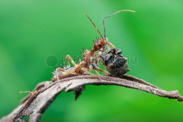 An assassin bug (Reduviidae) with prey  a horned treehopper (Membracidae).