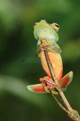 Red-webbed Tree Frog (Hypsiboas rufitelus)  Costa Rica