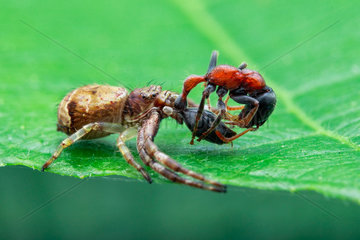 A crab spider (Strigoplus sp.) with prey (Tetraponera rufonigra)
