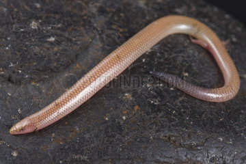 The Malagasy sand swimming skink (Voeltzkowia fierinensis) is a small wormlike lizard species with 2 tiny hind feed. They are found in arid Southwestern Madagascar.