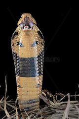 Portrati of agreesive Forest cobra (Naja melanoleuca) on black background