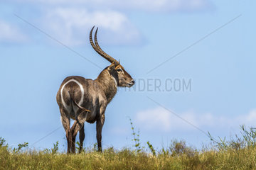 Common Waterbuck (Kobus ellipsiprymnus) in Kruger National park  South Africa.