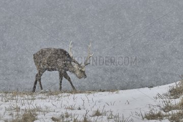 Sika deer (Cervus nippon) male walking in the snow in winter  Hokkaido  Japan