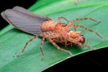 Young huntsman spider (Heteropoda sp.) feasting on termite swarmer (Termitidae).