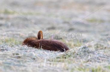Red fox (Vulpes vulpes) sleepinf in hay  England