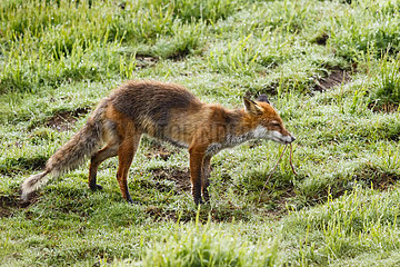 Red Fox (Vulpes vulpes) feeding on an earthworm  Vosges  Alasace  France