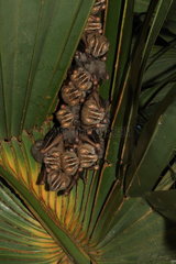 Tent-making bat (Uroderma bilobatum) group on leaf  Costa Rica