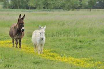 Donkeys in a field in Vendée France