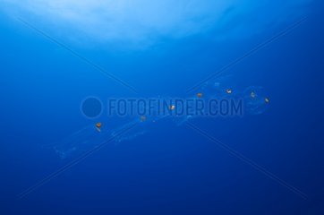 Plankton in open water Tuamotu