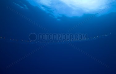 Plankton in open water Tuamotu