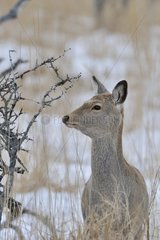 Sika deer in Japan