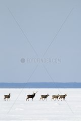 Sika deers walking on a frozen lake in Japan