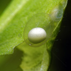 Newt egg in a pond  Prairie Fouzon  Loir-et-Cher  France