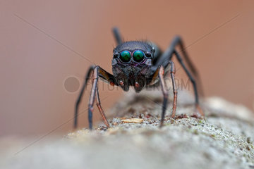 Portrait shot of a female ant-mimicking jumping spider (Myrmarachne sp.)