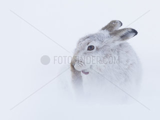 A Mountain Hare (Lepus timidus) preens in the Cairngorms National Park  UK.
