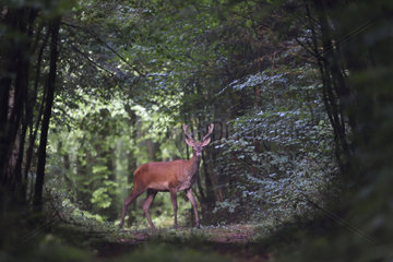 Red deer (Cervus elaphus) young male standing in forest  Vosges forest  France