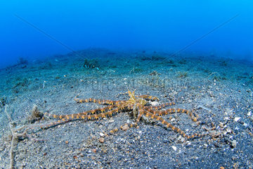 Juvenile Wonderpus octopus (Wunderpus photogenicus) on the sand  Lembeh Strait  Indonesia