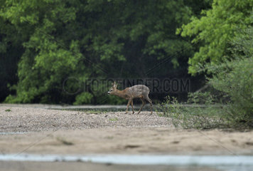 Roe deer (Capreolus capreolus) male in the rain  Secondary arm of the Loire  Nievre  Burgundy  France