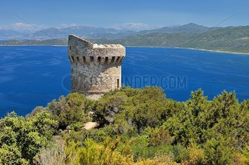 Genoese Tower of Capu Muru  Propriano Region  Corsica  France