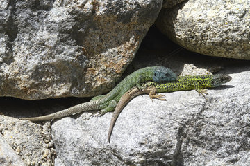 Schreiber's Green Lizard (Lacerta schreiberi) couple on a rock  Spain