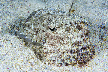 Small Cuttlefish hiding on a sandy bottom  Philippines