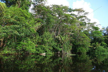 Tortuguero National Park  Costa Rica