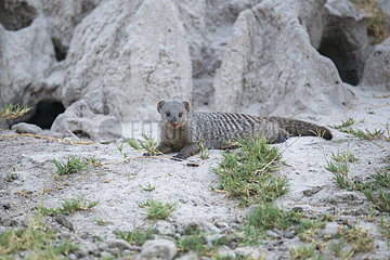 Banded Mongoose (Mungos mungo) lying at the foot of a termite mound  Moremi  Okavango Delta  Botswana