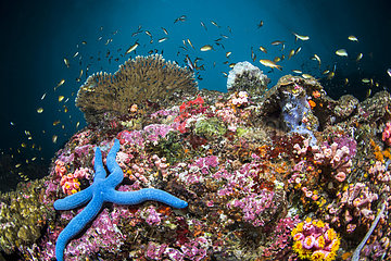 Blue Sea Star (Linckia laevigata) in coral reef  Pescador Island  Philippines