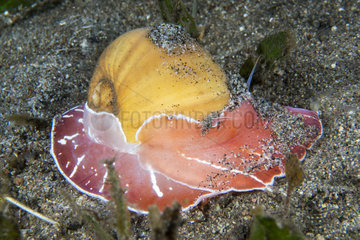 Oriental moon snail (Naticarius orientalis) on sand  Dauin  Philippines