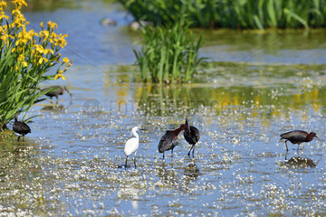 Glossy Ibis (Plegadis falcinellus) and Little Egret (Egretta garzetta) in water  Spain