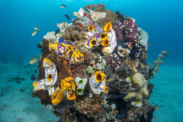 Tunicate (Polycarpa aurata) and Urn ascidian (Atriolum robustum) on a coral pinnacle  Bangka Island  Indonesia