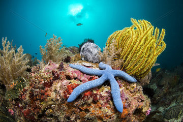 Blue linckia sea star (Linckia laevigata) and Bennett's Feather Star (Oxycomanthus bennetti) on reef  Dauin  Philippines