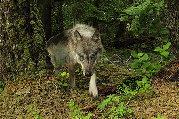 Wolf (Canis lupus) in forest  Great Bear Rainforest  British Columbia  Canada