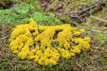 Scrambled egg slime (Fuligo septica) in the rainforest of Vancouver Island  British Columbia  Canada
