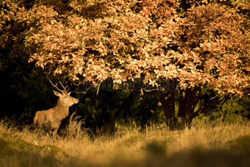 Red Deer (Cervus elaphus)  young deer looking for female during slaughter in autumn  Alsace  France