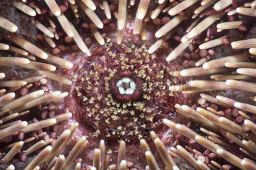 Purple sea urchin (Sphaerechinus granularis). Detail of the mouth  Tenerife  Canary Islands.