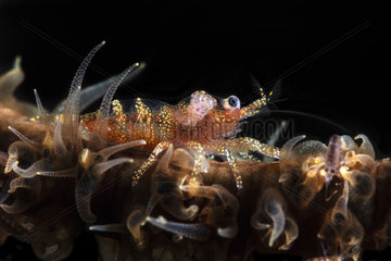Zanzibar Shrimp (Dasycaris zanzibarica) on Whip Coral  Mayotte
