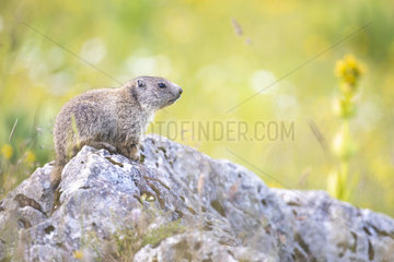 Marmot (Marmota marmota) young in the sun  Switzerland