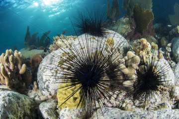 Group of Long-spinned Sea Urchin (Diadema antillarum)  Martinique
