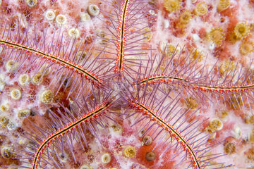 Sponge Brittle Star (Ophiothrix suensonii)  Martinique