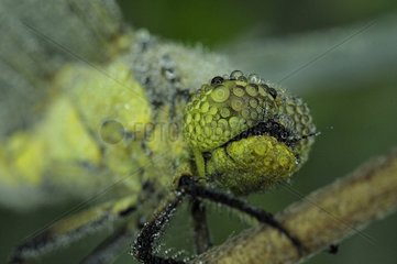 Dewy Club-tailed Dragonfly Prairies du Fouzon France