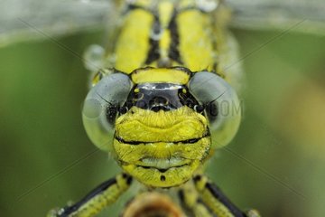 Portrait of Club-tailed Dragonfly Prairies du Fouzon France