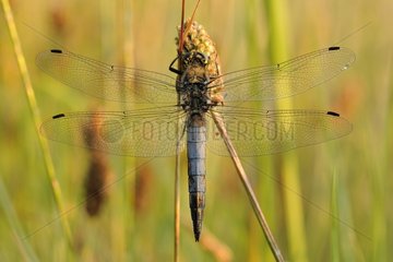 Club-tailed Dragonfly on grass Prairies du Fouzon France